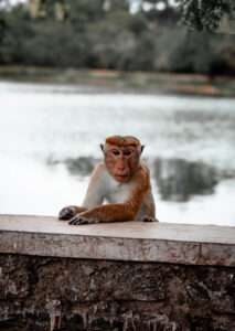 Sri Lanka Sehenswürdigkeiten und Highlights Polonnaruwa Tempelaffen